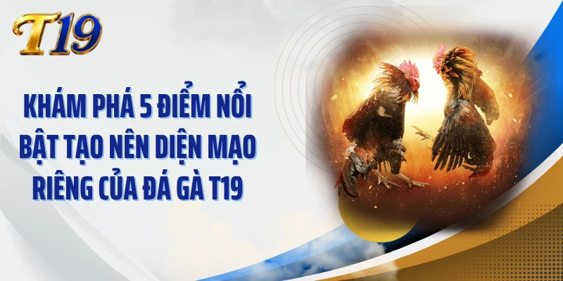 Khám phá 5 điểm nổi bật tạo nên diện mạo riêng của đá gà T19